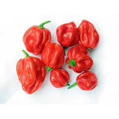 Fresh Hot Pepper 100g